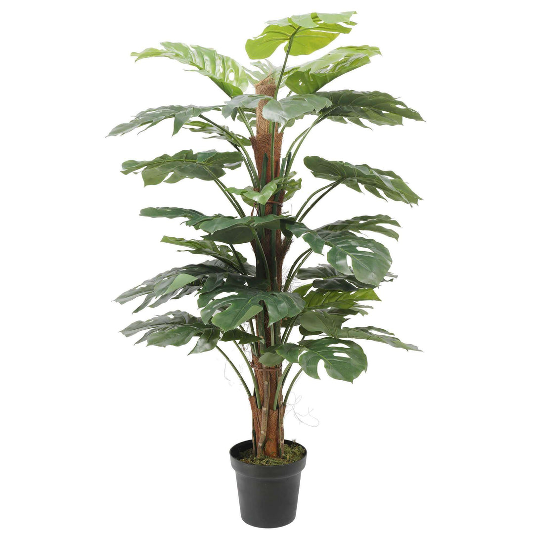 Philodendron 140cm